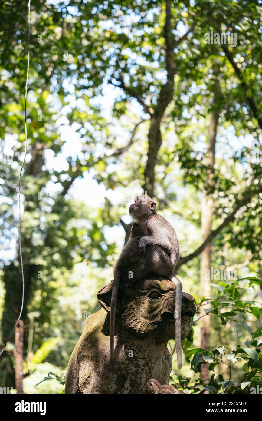 Affe auf einer Statue im Affenwald in Ubud, Bali Stockfoto