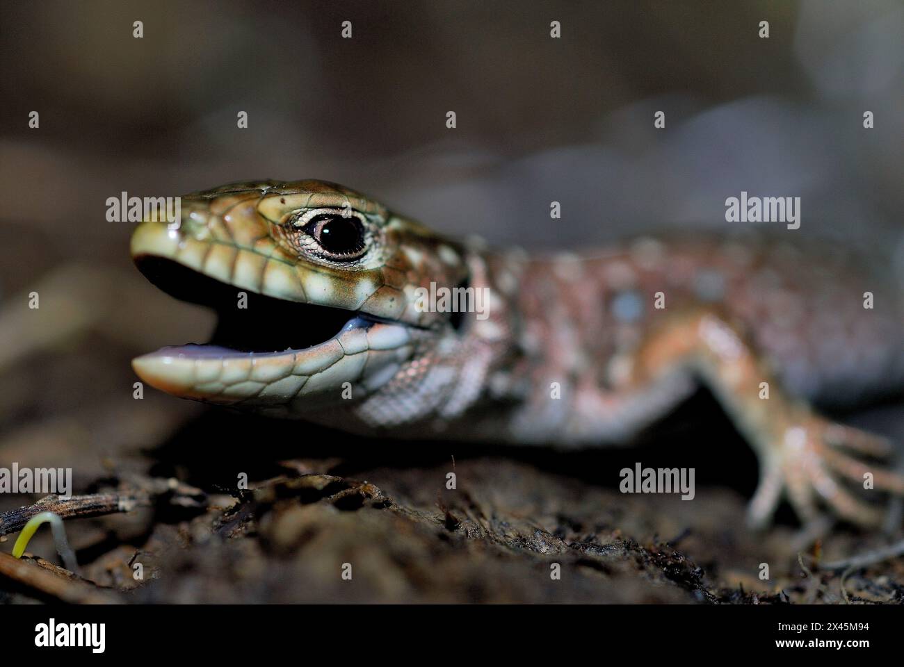 Ocellated Eidechse (Timon lepidus) in Cerceda, Madrid, Spanien Stockfoto