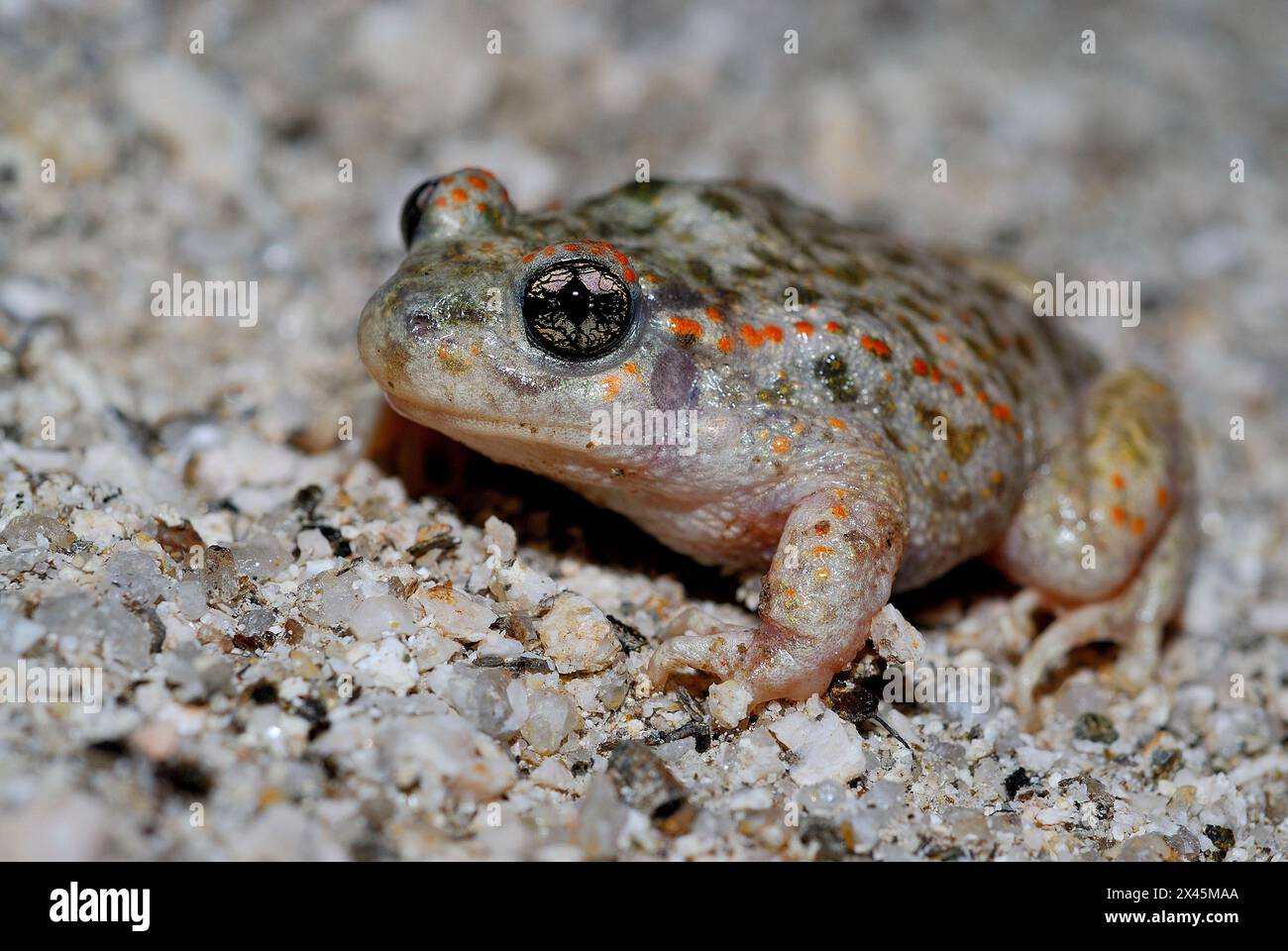 Hebammenkröte (Alytes cisternasii) in Valdemanco, Madrid, Spanien Stockfoto