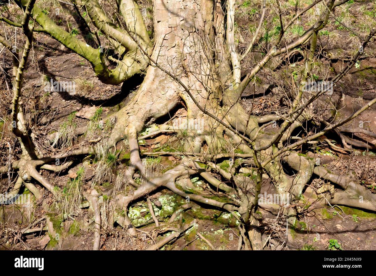 Sycamore (Acer pseudoplatanus), Nahaufnahme des ausgedehnten Wurzelsystems, das benötigt wurde, um ein großes Exemplar des gewöhnlichen Baumes an einem steilen Hang zu halten. Stockfoto