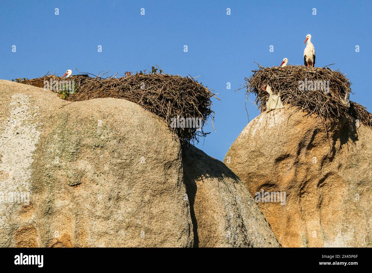 Kolonie von Weißstörchen auf riesigen Felsen, Los Barruecos Natural Monument, Extremadura, Spanien Stockfoto