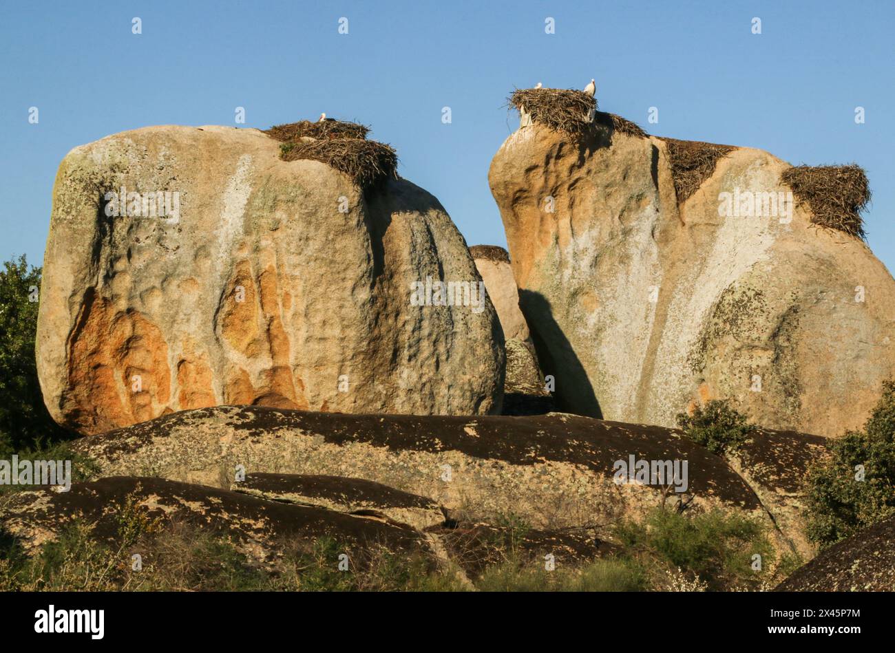 Kolonie von Weißstörchen auf riesigen Felsen, Los Barruecos Natural Monument, Extremadura, Spanien Stockfoto