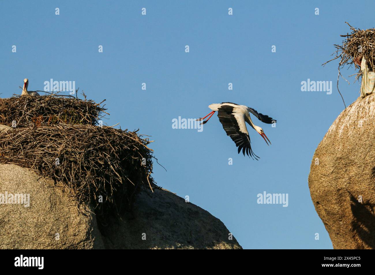 Weißstorch im Flug zwischen zwei Felsen mit Nestern, Los Barruecos Naturali Monument, Extremadura, Spanien Stockfoto