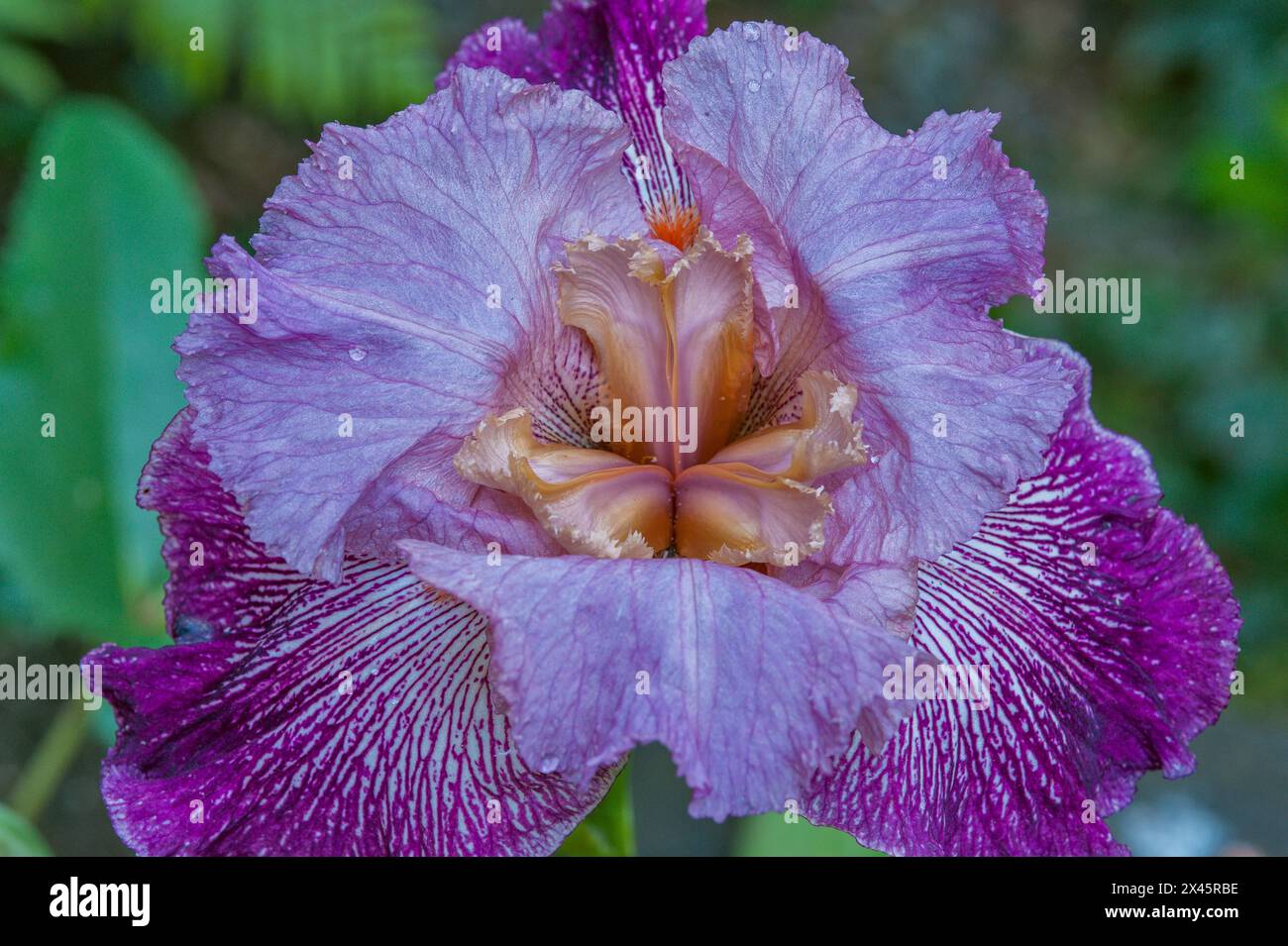 Bärtige Iris, Cypress Garden, Mill Valley, Kalifornien Stockfoto