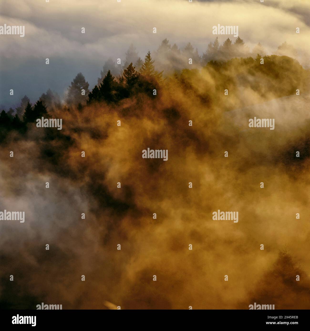 Coastal Fog, Bolinas Ridge, Mount Tamalpais State Park, Golden Gate National Recreation Area, Marin County, Kalifornien Stockfoto