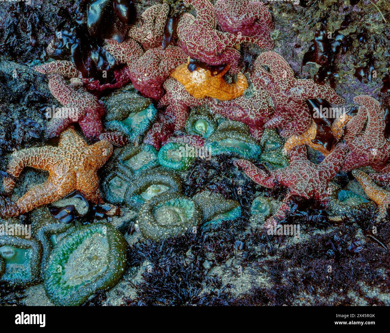 Tidepool Detail, Point Reyes National Seashore, Burton Wilderness, Marin County, Kalifornien Stockfoto
