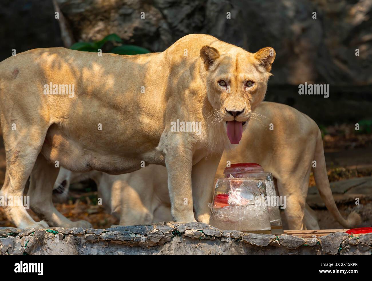 Chiang Mai, Thailand. April 2024. Einem weißen Löwen wurde gefrorenes Fleisch von Zoobeamten gegeben, um ihn von der Hitze im Chiang Mai Zoo abzukühlen. Im Zoo von Chiang Mai erhielten die Tiere Eis und Wasser, um kühl zu bleiben, da die Temperatur in der nördlichen Region von Chiang Mai eine Woche lang über 40 Grad Celsius lag. (Credit Image: © Pongmanat Tasiri/SOPA Images via ZUMA Press Wire) NUR REDAKTIONELLE VERWENDUNG! Nicht für kommerzielle ZWECKE! Stockfoto