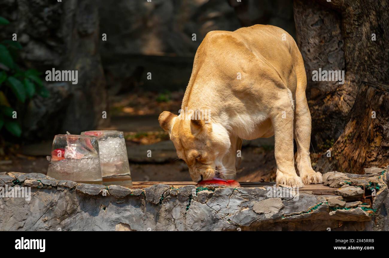 Chiang Mai, Thailand. April 2024. Ein weißer Löwe, der sich von gefrorenem Fleisch ernährt, das von Zoobeamten bereitgestellt wurde, um ihn von der Hitze im Chiang Mai Zoo abzukühlen. Im Zoo von Chiang Mai erhielten die Tiere Eis und Wasser, um kühl zu bleiben, da die Temperatur in der nördlichen Region von Chiang Mai eine Woche lang über 40 Grad Celsius lag. (Credit Image: © Pongmanat Tasiri/SOPA Images via ZUMA Press Wire) NUR REDAKTIONELLE VERWENDUNG! Nicht für kommerzielle ZWECKE! Stockfoto