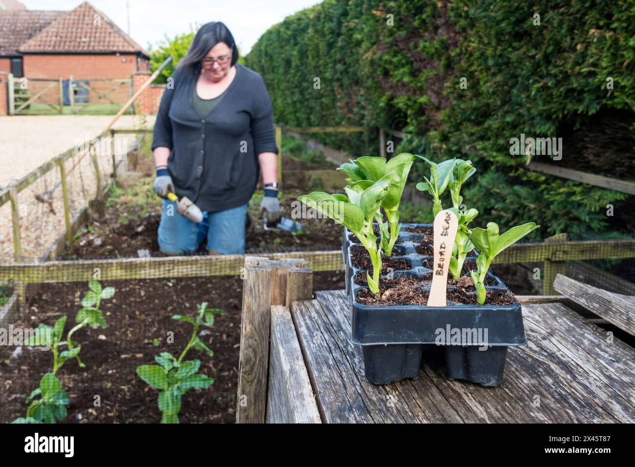 Frau, die gerade die Bohnen "Bunyard's Exhibition", Vicia faba, die sie aus Samen herangebaut hat, in ihren Gemüsegarten pflanzt. Stockfoto