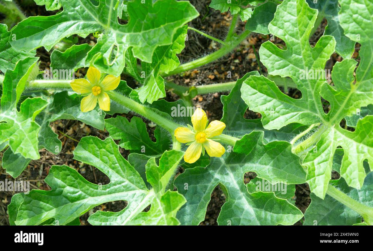 Wassermelonenpflanze. Wassermelonenblüte in FILD. Stockfoto