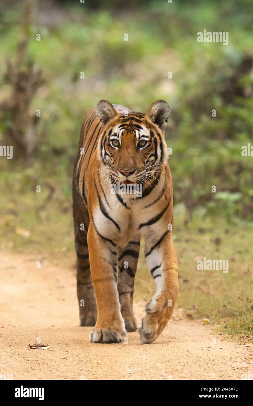 Bild einer weiblichen Tiger im Kabini Forest in Karnataka, Indien, auch bekannt als Nagarhole National Park. Stockfoto