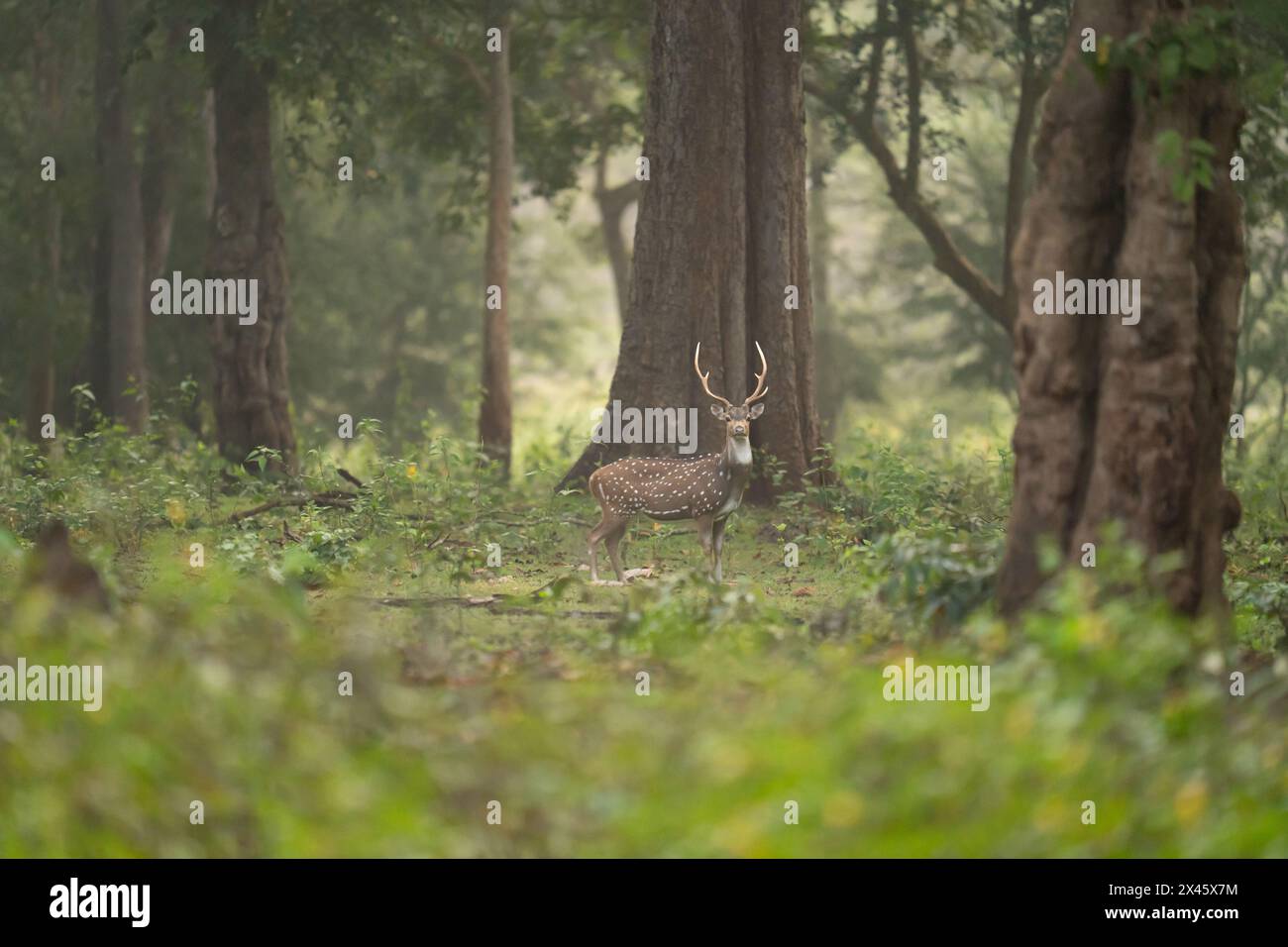 Achsenhirsch oder Chital, im wunderschönen Dschungel-Wald von Kabini, Karnataka Indien, während einer 5-tägigen Safari. Stockfoto