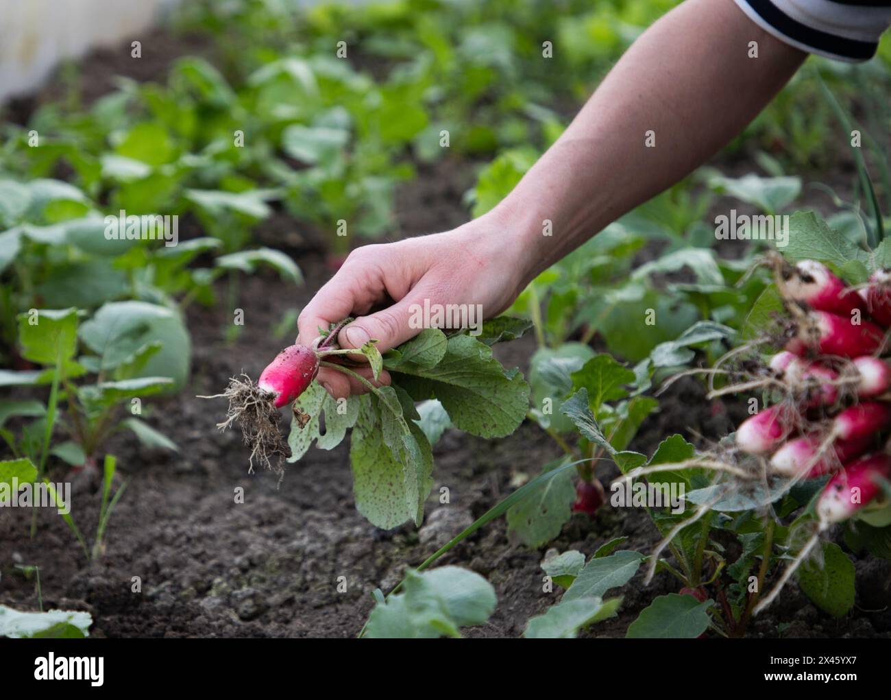 Rote Bio-Radieschen, frisch aus dem Garten gesammelt Stockfoto