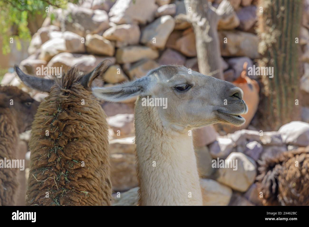 Porträt eines Lama im Nordwesten Argentiniens. Stockfoto