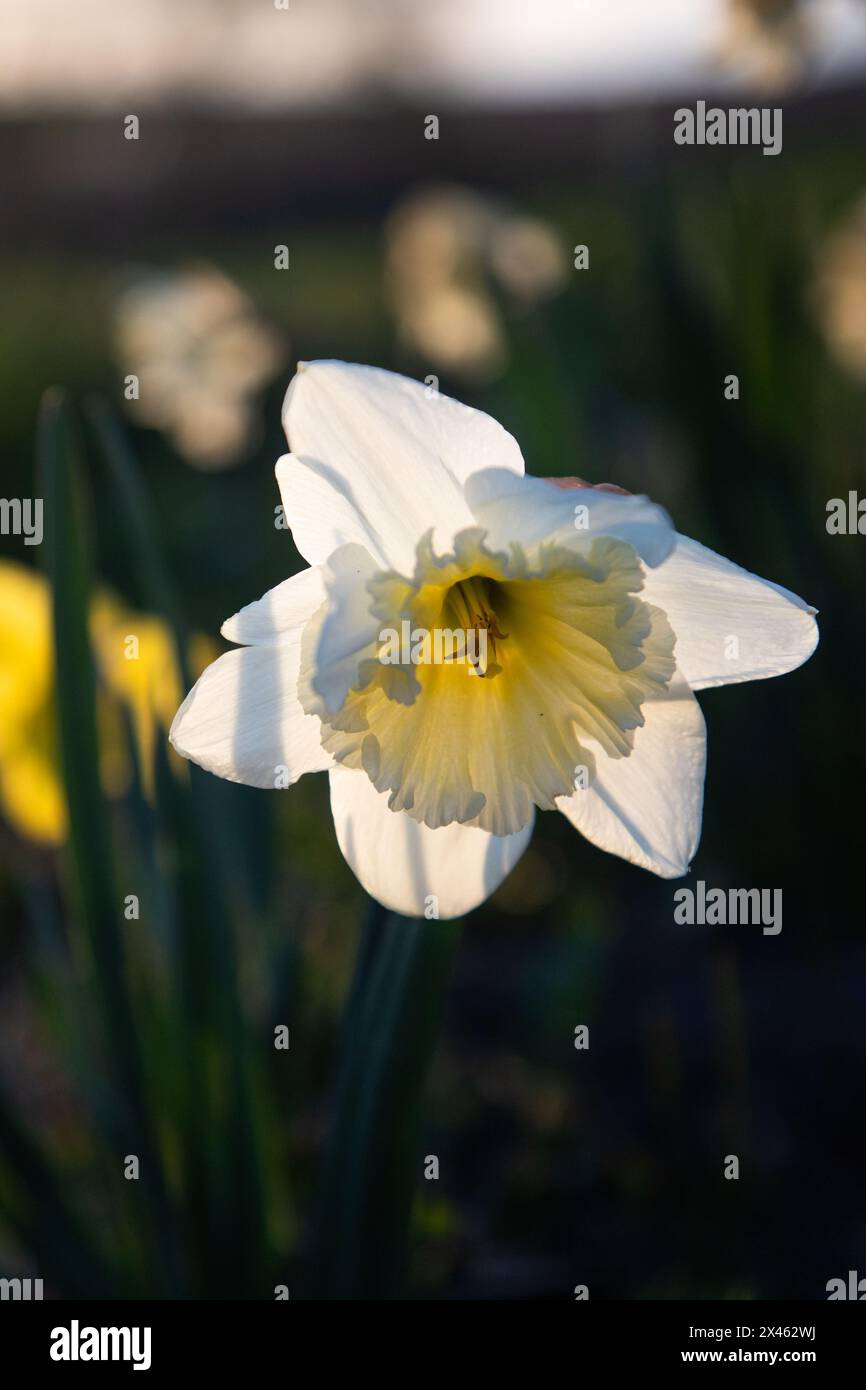 Schöne Narzissen blüht im Frühling Stockfoto