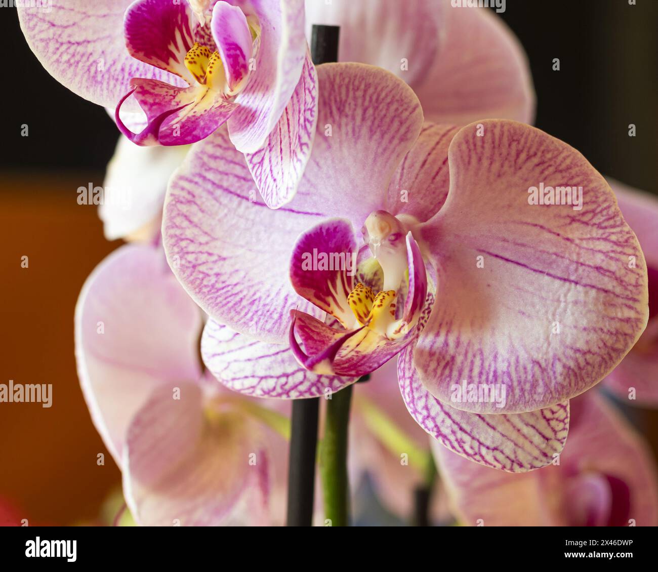 Eine üppige Gruppe violetter Orchideen präsentiert ein faszinierendes Display, das perfekt für die Akzentuierung von Themen von Luxus und natürlicher Schönheit in Design und edi geeignet ist Stockfoto