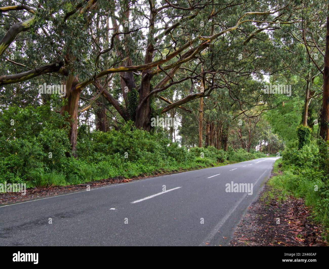 Valdivian gemäßigter Wald entlang der Route 225 am Llanquihue-See zwischen Puerto Varas und Ensenada in Chile. Stockfoto