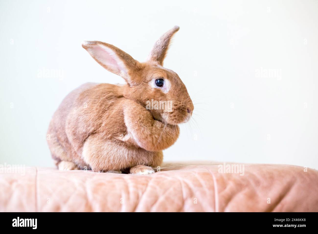 Ein braunes weibliches amerikanisches Haustier-Kaninchen mit einer großen Taupappe Stockfoto