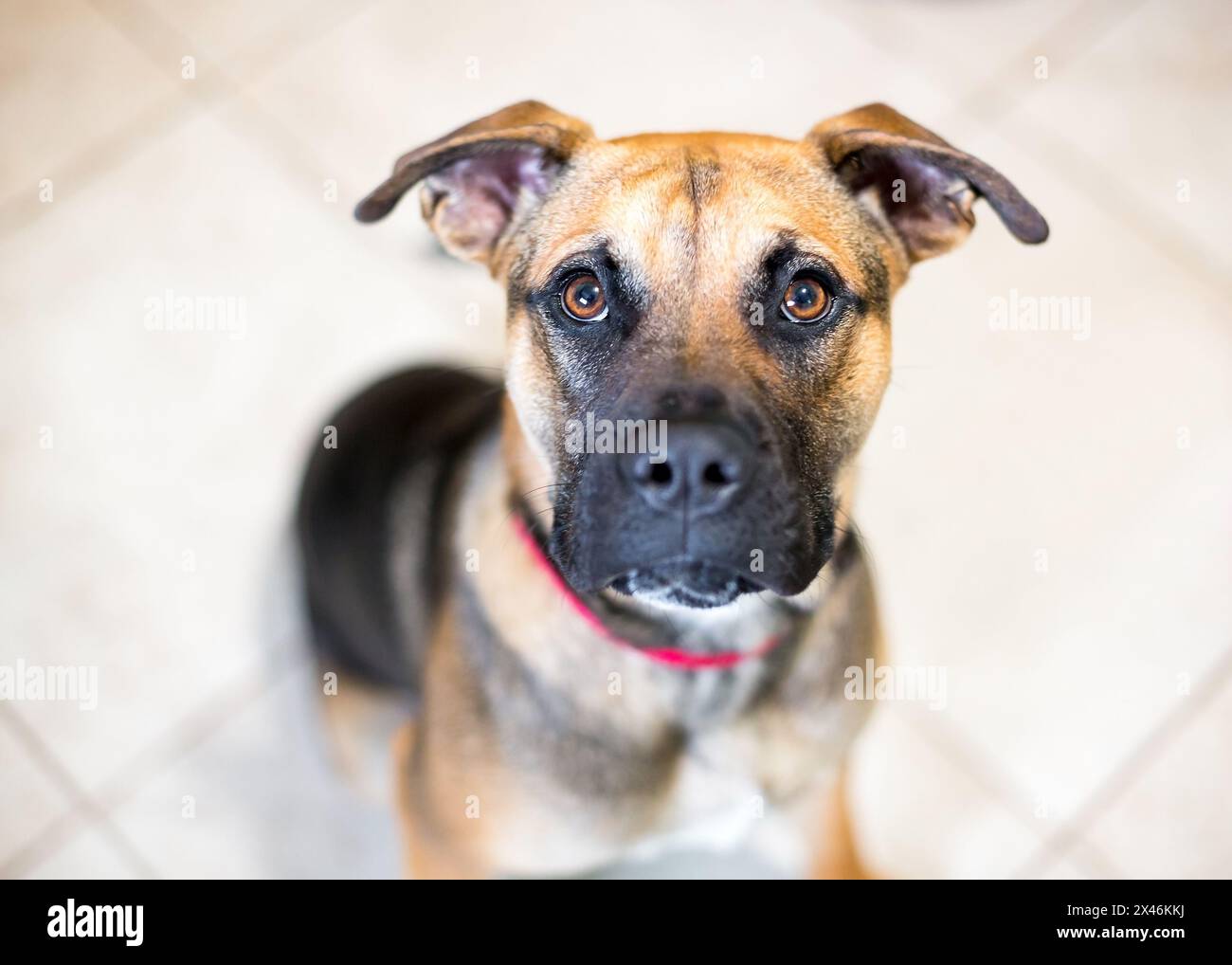 Ein Shepherd x Hound Mischhund sitzt und blickt in die Kamera Stockfoto