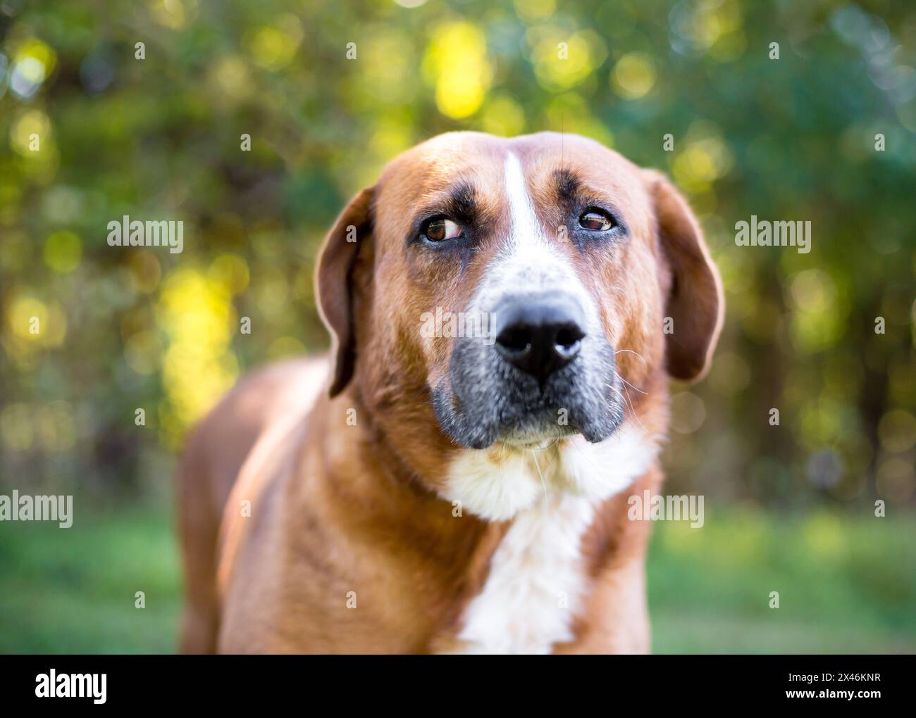 Ein Hund mit gemischter Rasse im Freien, der seitlich schaut und einen nervösen Ausdruck hat Stockfoto