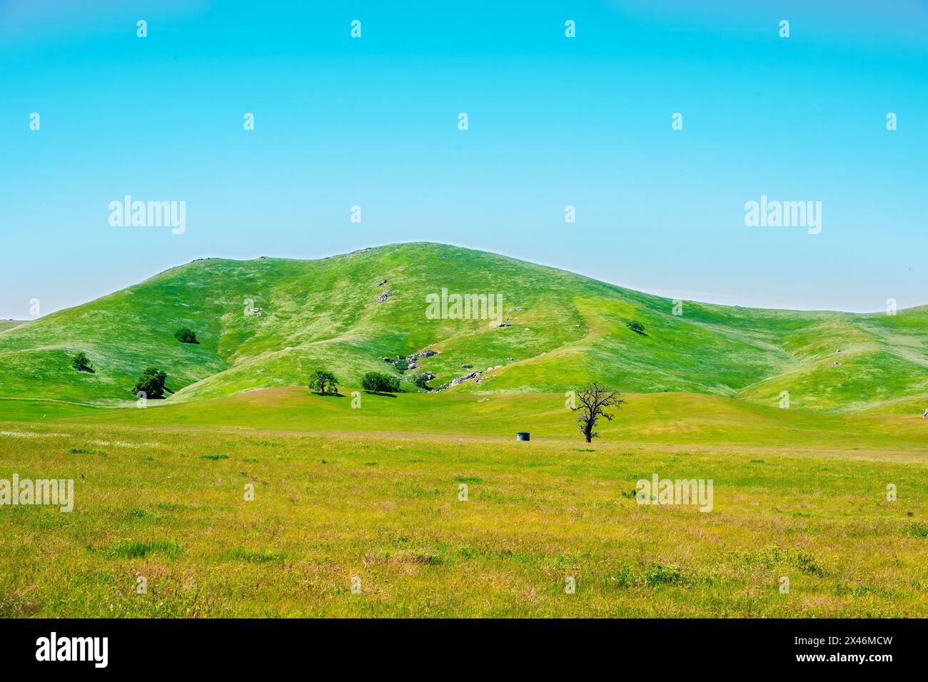Landschaftlich schöne grüne und gelbe Felder mit grünen Hügeln unter dem hellen blauen Himmel Stockfoto