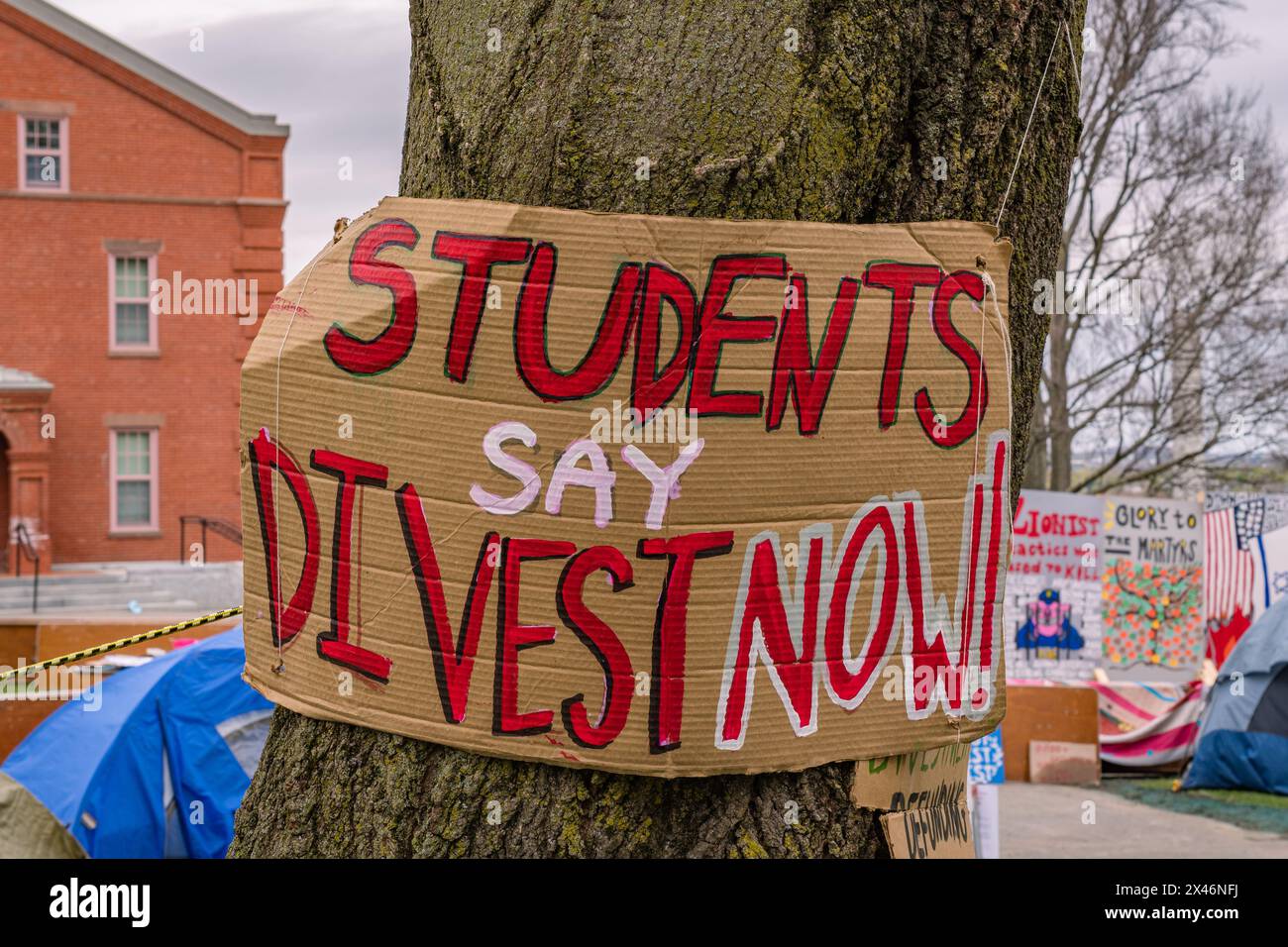 Medford, MA, USA-30. April 2024: Studenten, die Schilder lesen, sagen, dass sie jetzt auf Baum bei Pro-palästinensischen Protesten im Zeltlager der Tufts University an Pro verkaufen Stockfoto