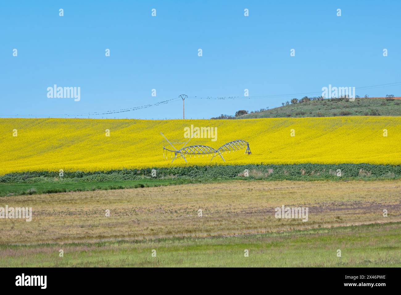 Bewässerung des Feldes mit einem Bewässerungssystem Landwirtschaft auf einem Rapsfeld Stockfoto