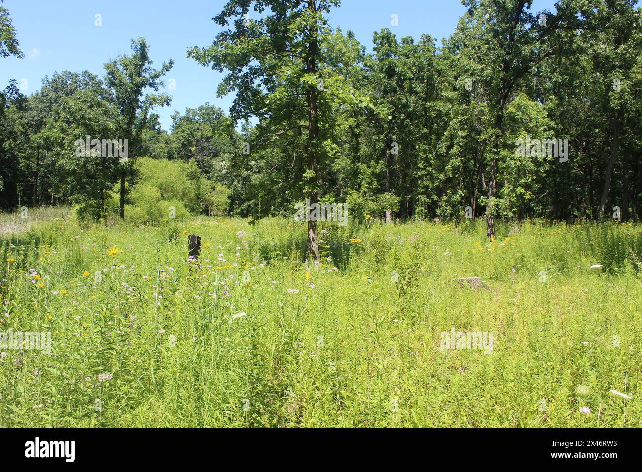 Eichen-Savanne mit hohem grünem Gras im Somme Prairie Nature Preserve in Northbrook, Illinois Stockfoto