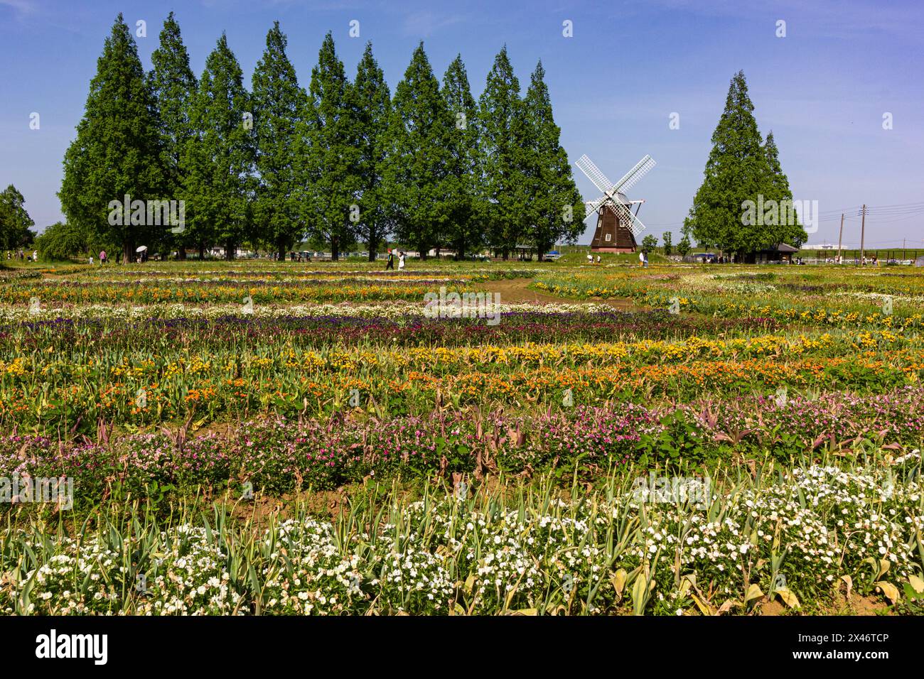 Akebonoyama Park - beides ein großartiger Ort, um die Landschaft bei einem gemütlichen Spaziergang zu bewundern oder an einer Reihe von Gartenwerkstätten teilzunehmen. Exzellente Aussicht in al Stockfoto