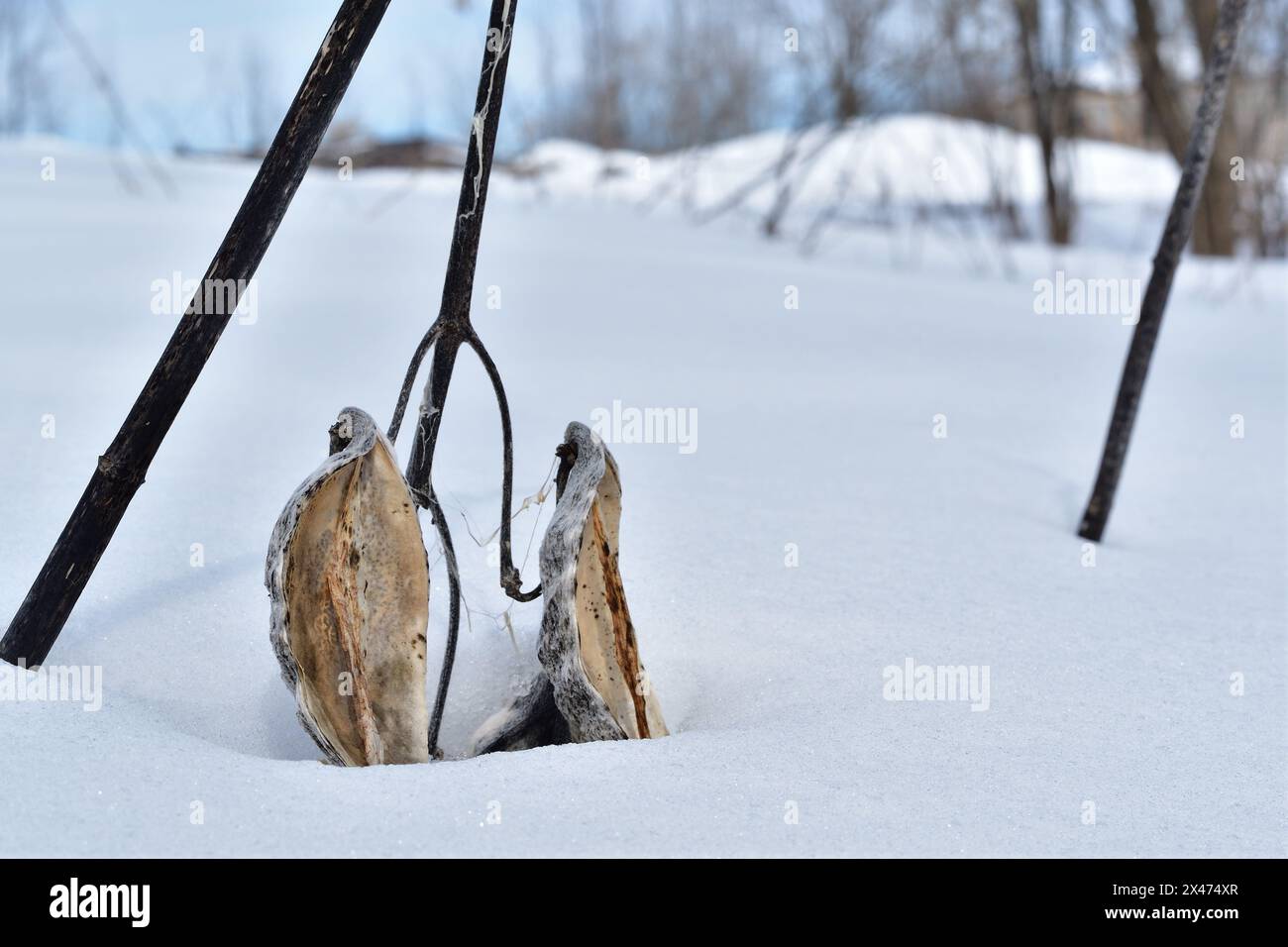 Getrocknete gemeine Melkweed-Schote nach einem langen Winter. Stockfoto