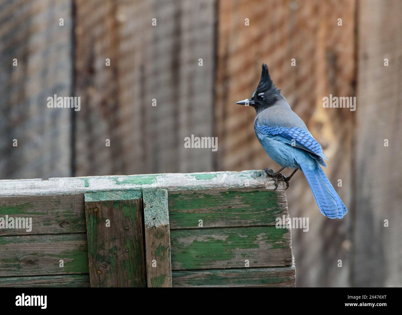 Steller's Jay Stockfoto