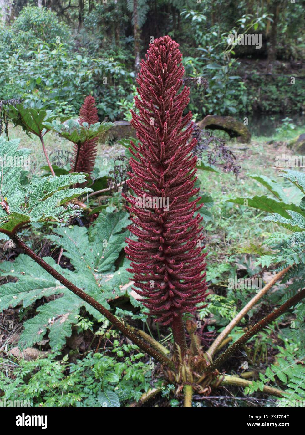 Interessante Pflanze aus dem Nebelwald in Costa Rica, Gunnera talamancana Stockfoto