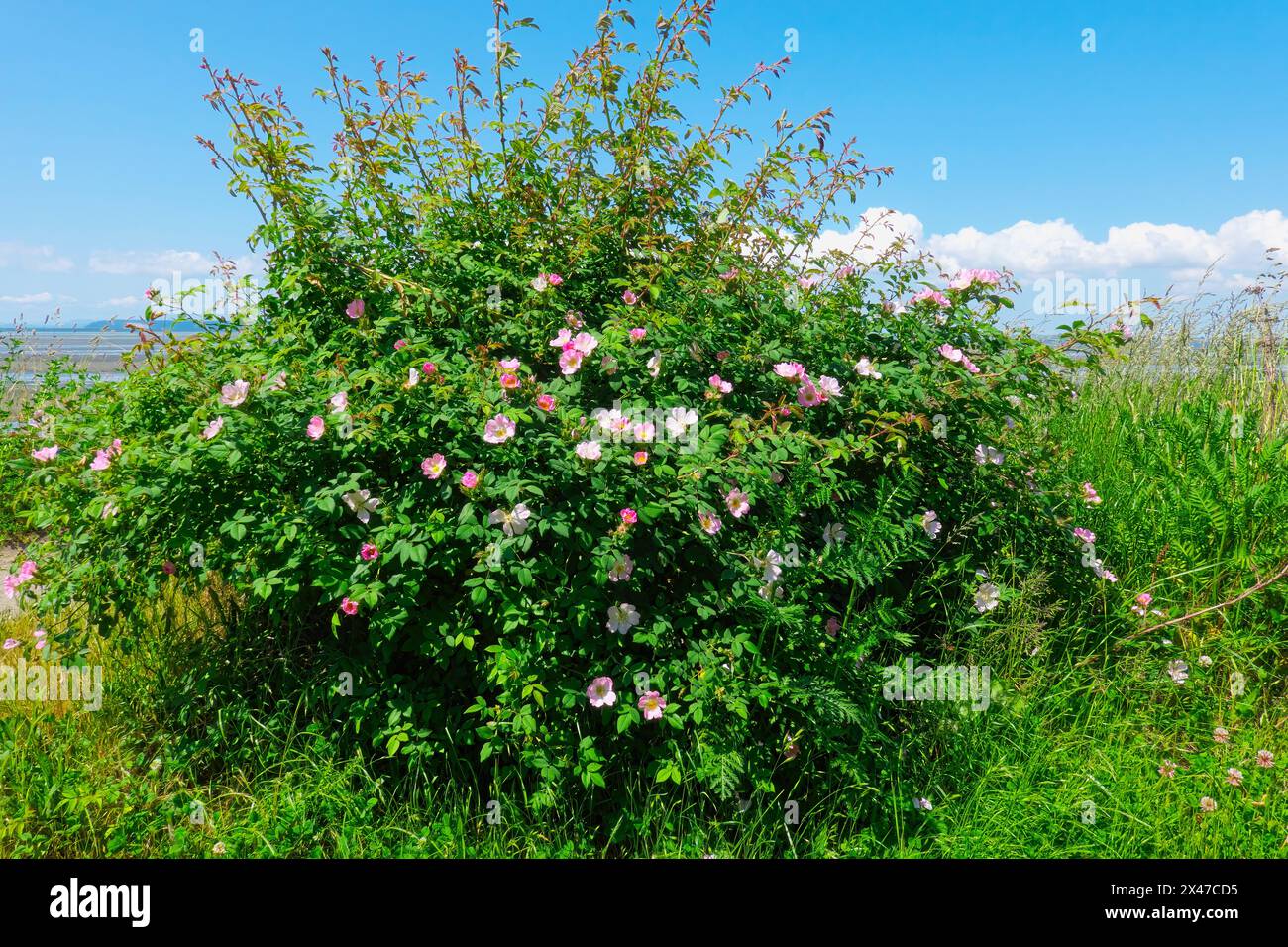 Gewöhnliche Wildrose oder Nootka Rose Bush (Rosa nutkana) - wächst am Ozean am Crescent Beach, B.C., Kanada. Stockfoto