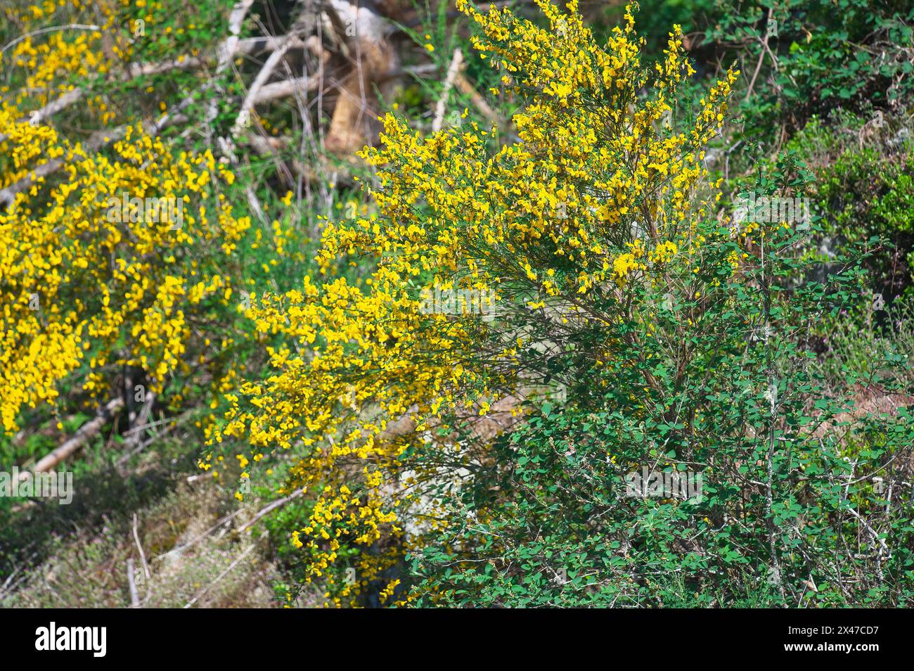 Gemeiner Besen oder Scotch Broom (Cytisus scoparius) - ein mehrjähriger immergrüner Sträucher aus der Familie der Erbsen (Fabaceae) - Pazifischer Nordwesten. Stockfoto