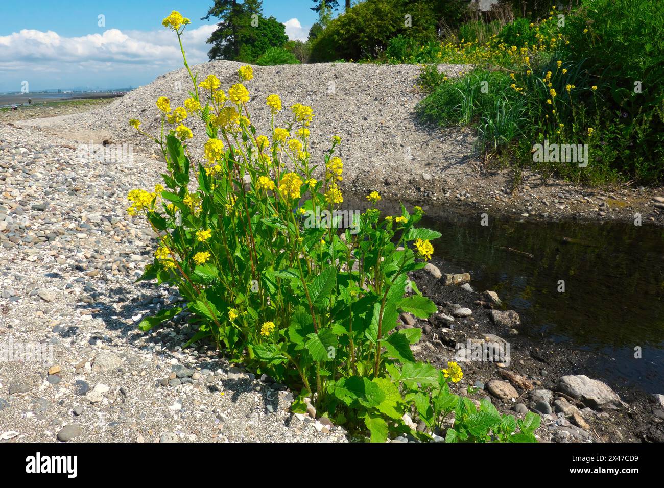 Charlock Mustard, Wild Mustard oder Field Mustard (Sinapis arvensis) – wächst am Ozean am Crescent Beach, B.C., Kanada. Stockfoto