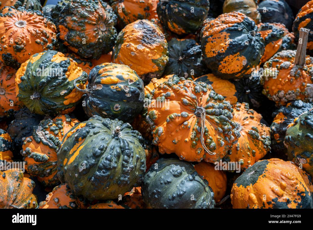 Besucher des Festivals halten an, um die orange- und grünen Kürbisse zu bewundern, die von ihren leuchtenden Farben und faszinierenden Texturen fasziniert sind. Stockfoto