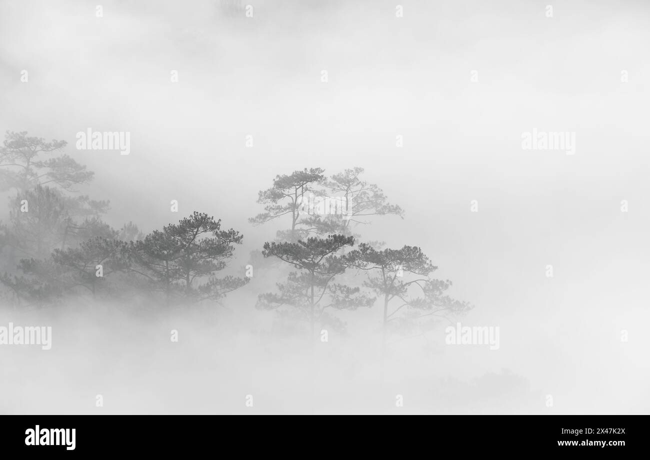 Landschaft eines frühen morgens mit Nebel und Bäumen im Hochland in da Lat Vietnam. Morgengrauen auf dem Hügel am Morgen, Sonnenlicht durchdringt den Nebel Stockfoto