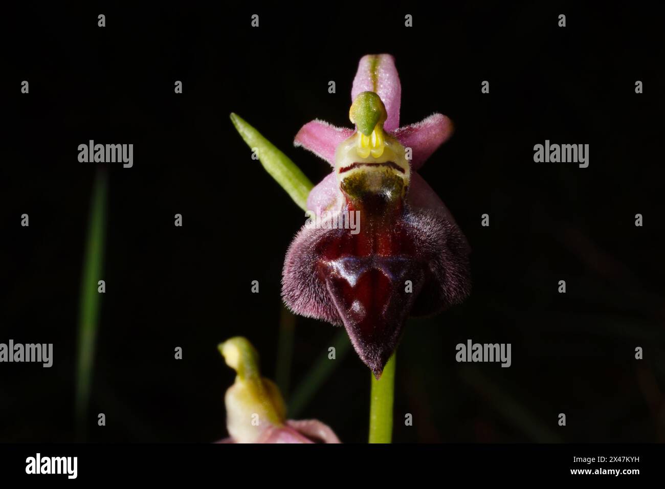 Blume der eleganten Orchidee (Ophrys elegans), eine terrestrische Orchidee auf Zypern Stockfoto