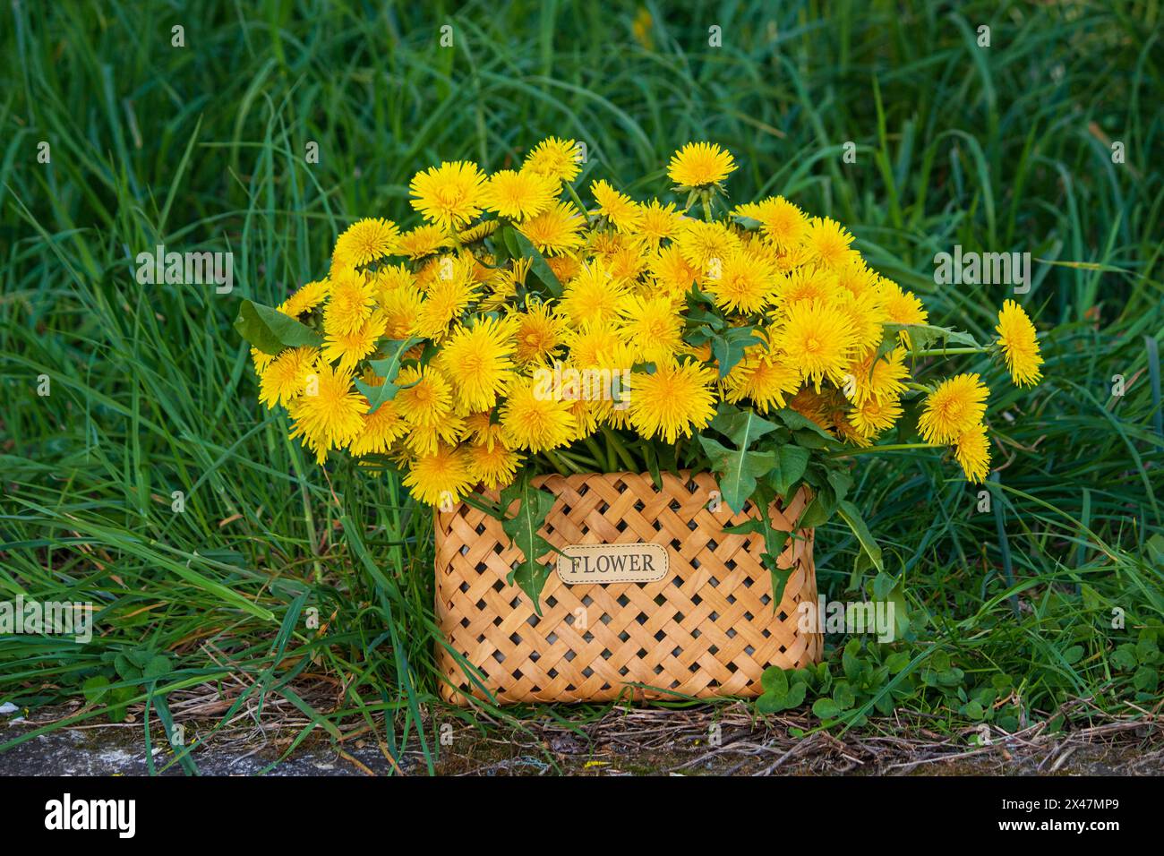 Strauß Löwenzahnblumen in einem Korb Stockfoto