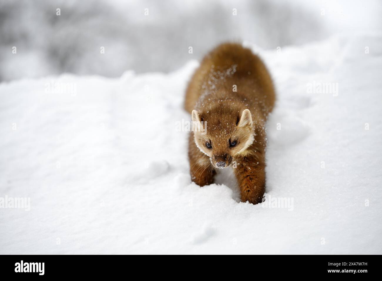 Der Marder spielt im Schnee auf dem Dach des Hauses. Stockfoto