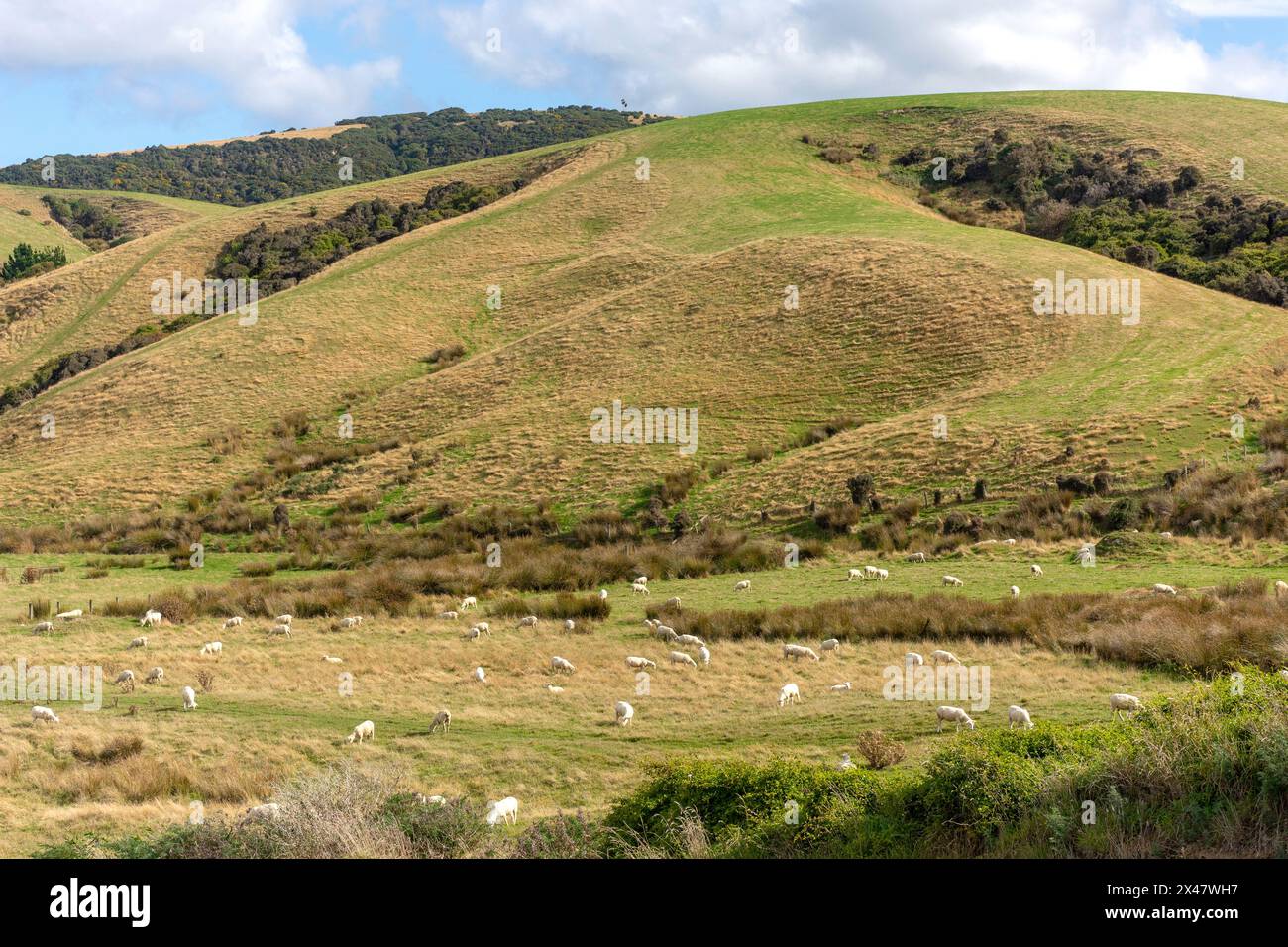 Landschaft in der Nähe von Kaka Point, Catlins Coast, Otago, Neuseeland Stockfoto