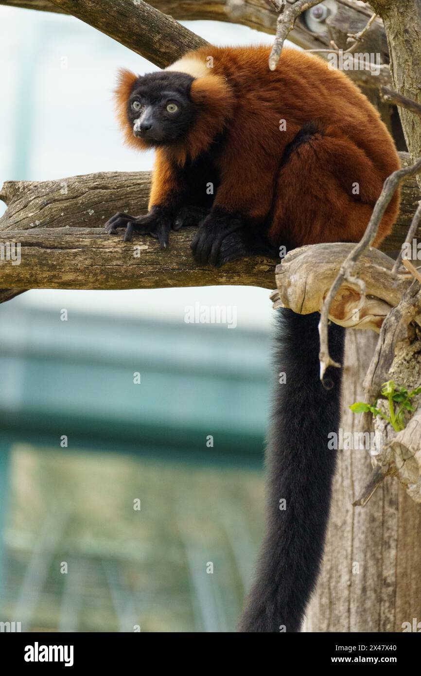 Nahaufnahme eines Roten gerafften Lemuren (Varecia rubra) aus Madagaskar, der auf dem Zweig sitzt Stockfoto