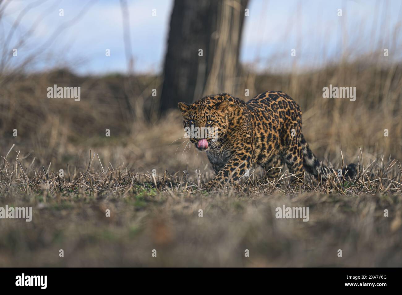 Ein geflecktes Leopardenjunges liegt und beobachtet die Umgebung. Stockfoto