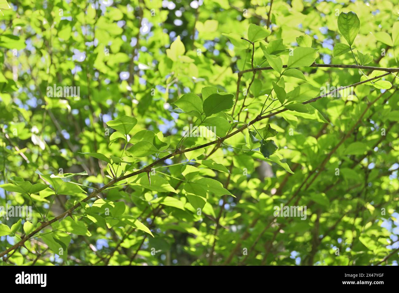 Ein Blick auf einen goldenen Apfelbaumzweig (Aegle marmelos) mit hellgrünen Blättern im Hintergrund aufgrund der Sonneneinstrahlung. Stockfoto