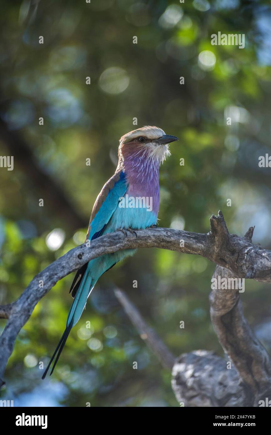 Afrika, Botswana, Okavango Delta. Ein lila-brastender Rollvogel auf einem Ast. Stockfoto