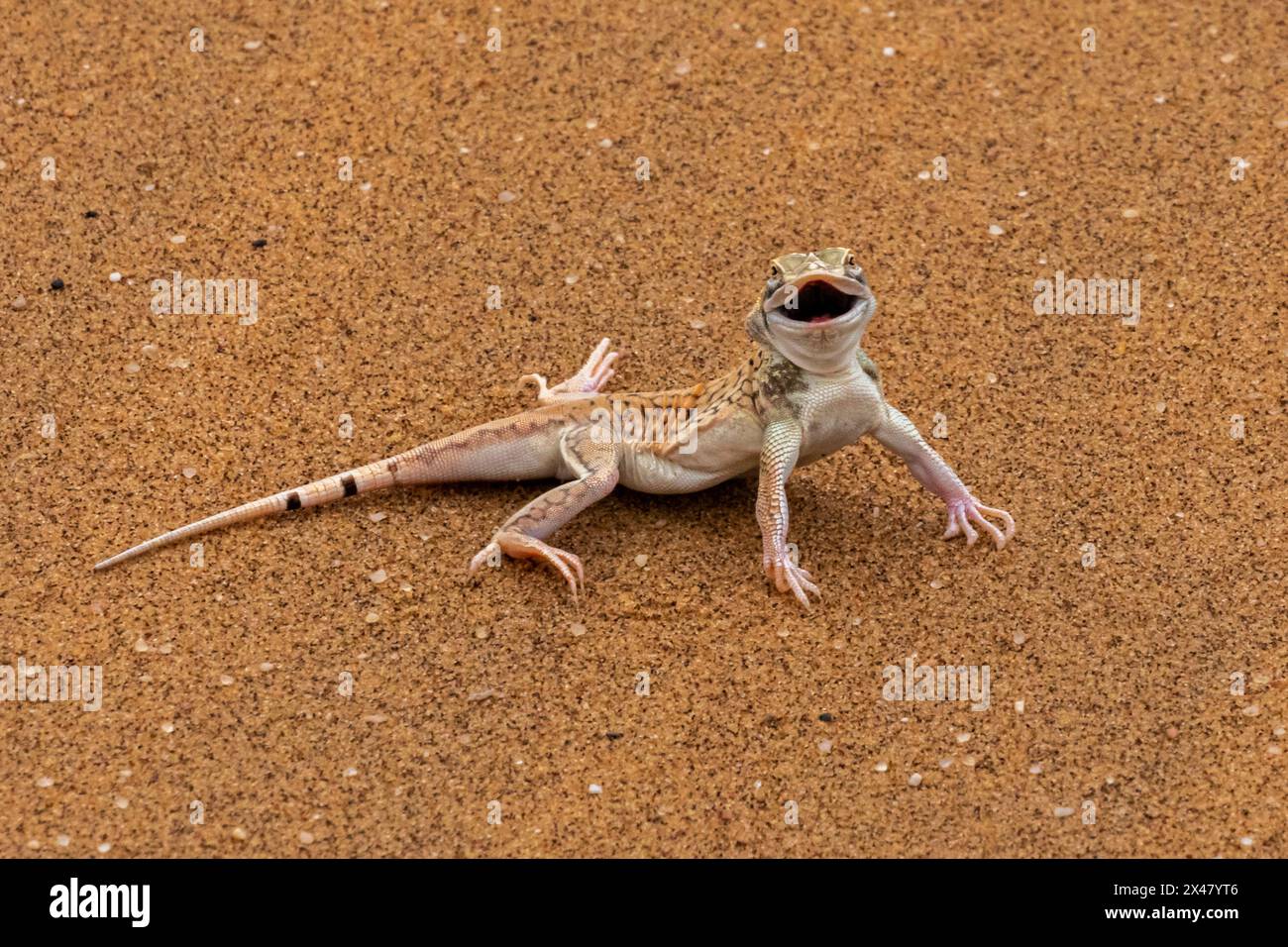 Schaufel- Snouted Lizard (Meroles ancietae) Namib Sand Sea. Stockfoto