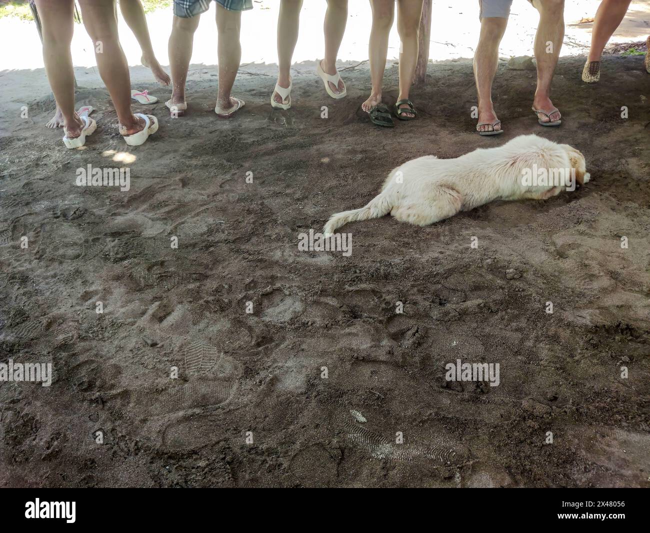Ein weißer, zotteliger Hund liegt im Vordergrund und ruht auf dem Sand vor den Füßen mehrerer Touristen. Stockfoto
