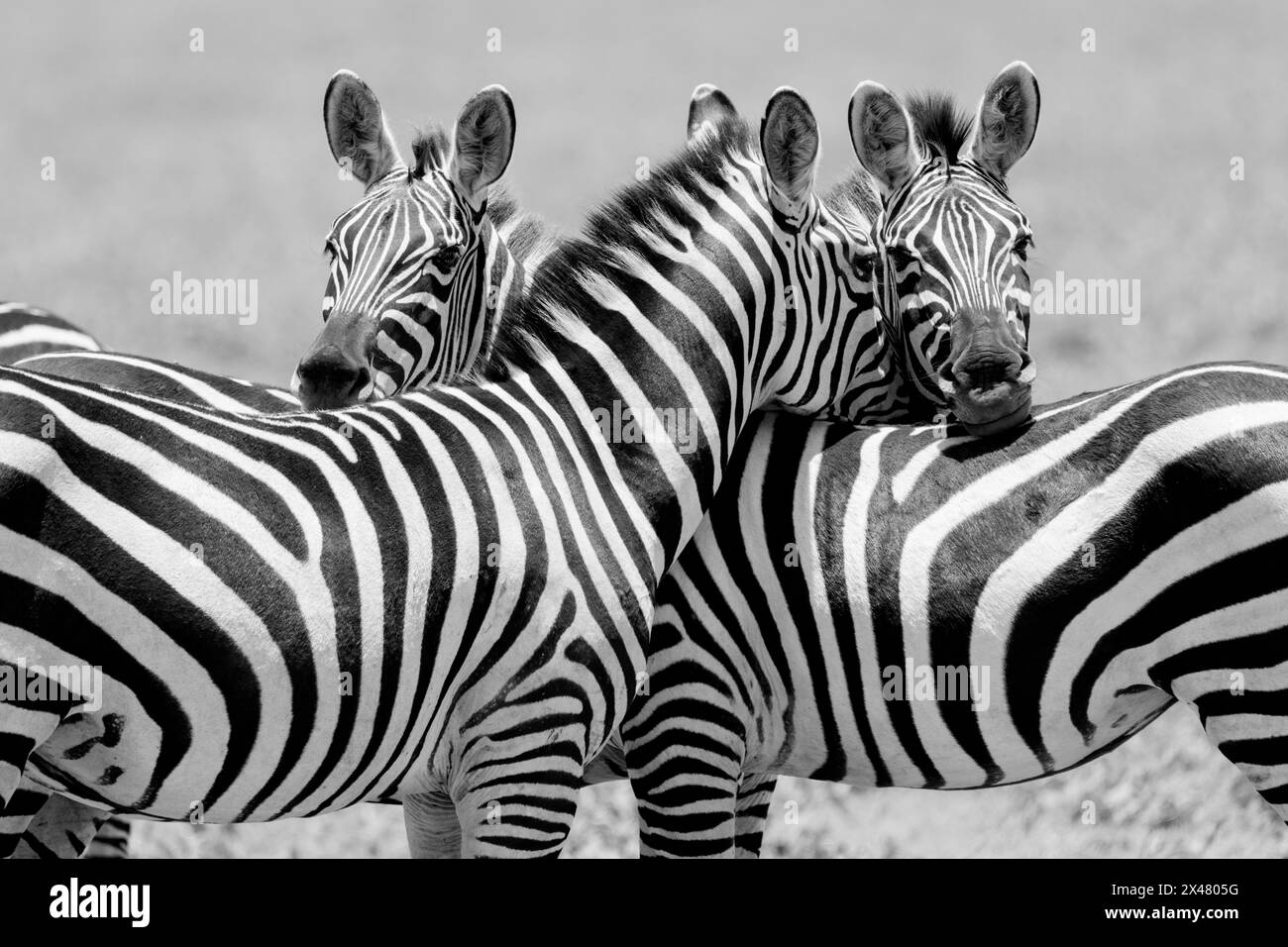 Afrika, Tansania. Drei Zebras entspannen sich zusammen. Stockfoto