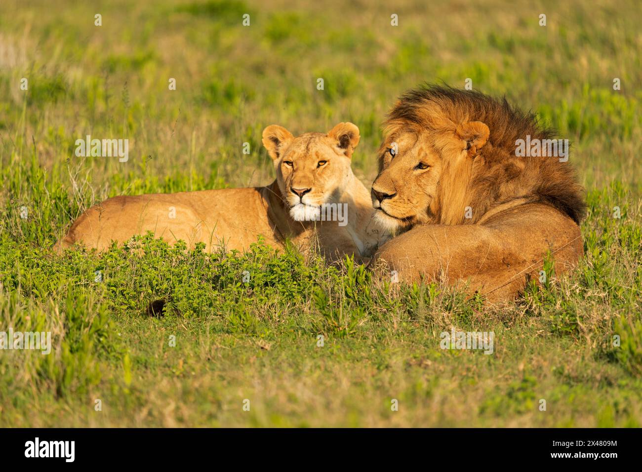 Afrika, Tansania. Ein männlicher Löwe und eine Löwin ruhen sich zwischen der Paarung im kurzen Gras aus. Stockfoto