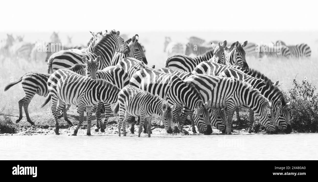 Afrika, Tansania. Eine Herde Zebras trinkt am Rande eines Wasserlochs. Stockfoto